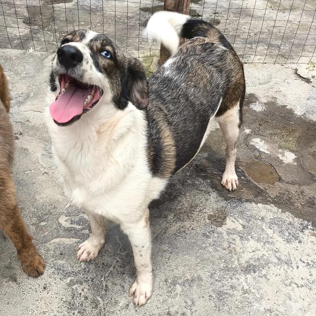 Cindy, cadela de porte médio para adoção em Nova Iguaçu - RJ — foto 3 de 5