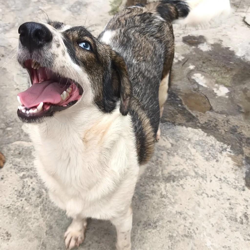 Cindy, cadela de porte médio para adoção em Nova Iguaçu - RJ — foto 4 de 5