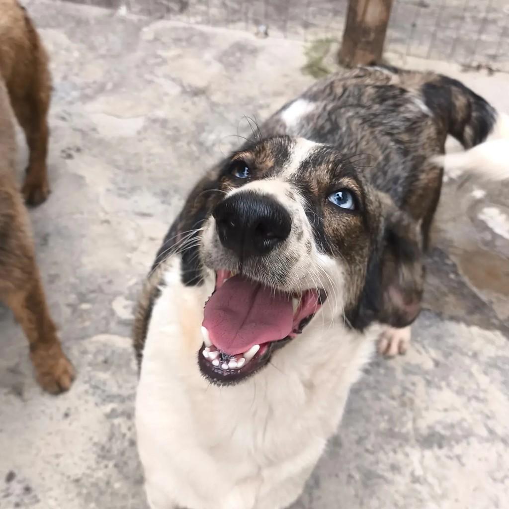 Cindy, cadela de porte médio para adoção em Nova Iguaçu - RJ — foto 5 de 5