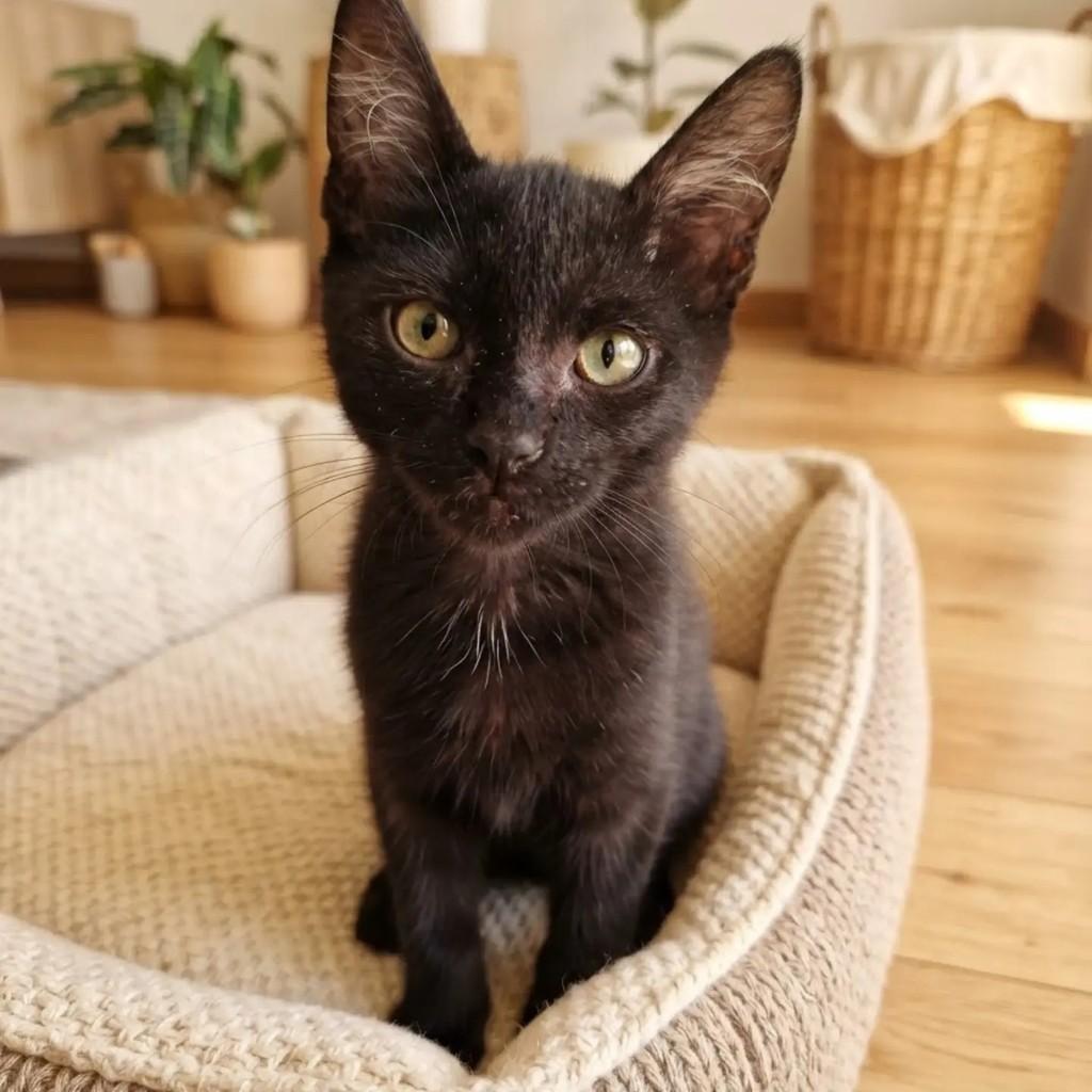 Enzo, gato de porte pequeno para adoção em Nova Iguaçu - RJ