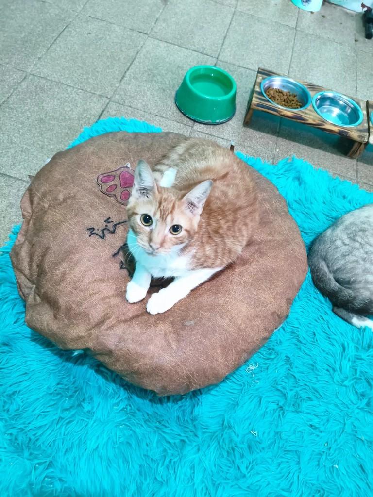 Oliver, gato de porte pequeno para adoção em Nova Iguaçu - RJ