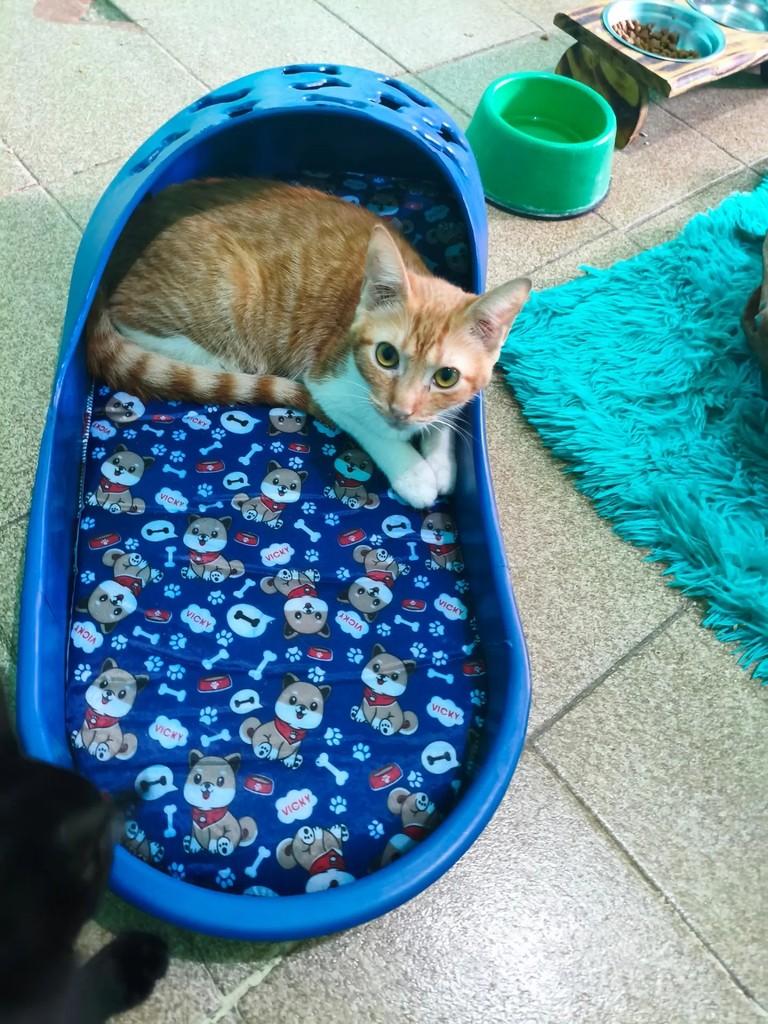 Oliver, gato de porte pequeno para adoção em Nova Iguaçu - RJ — foto 2 de 2