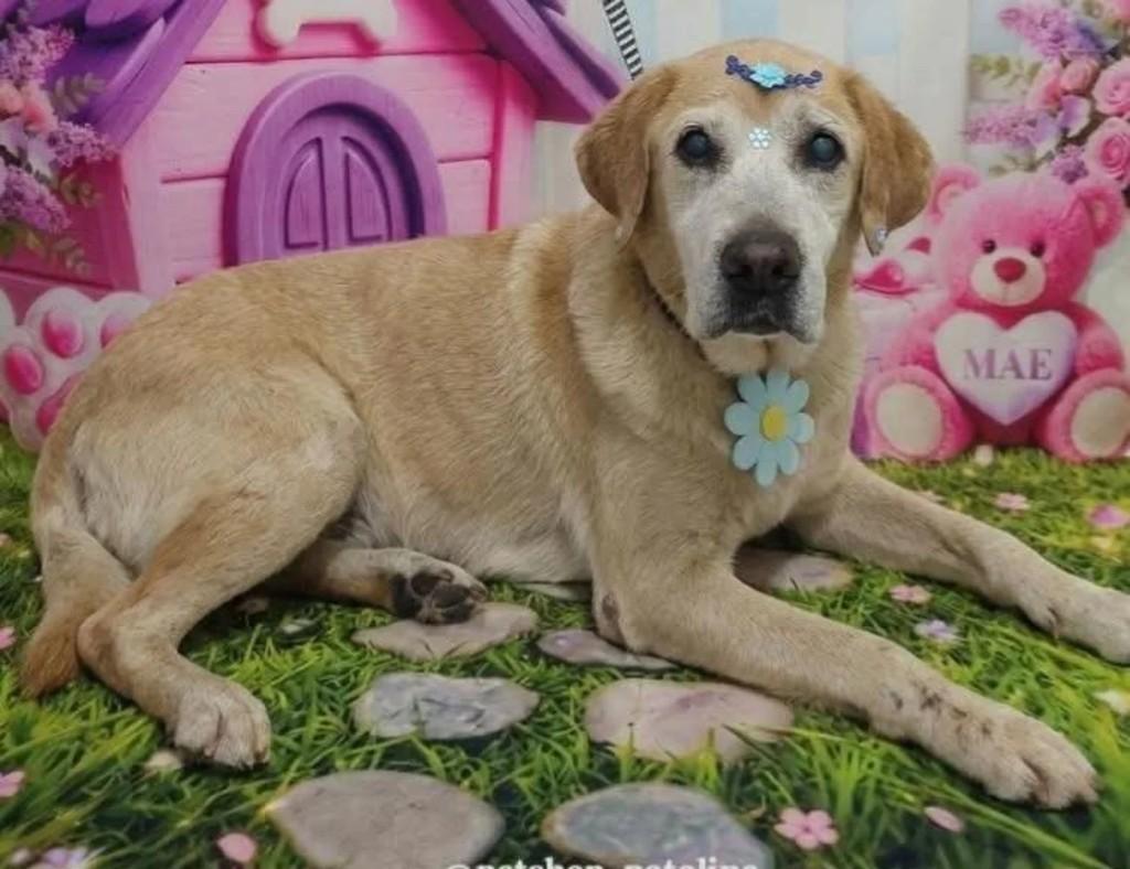 Labradora, cadela de porte grande para adoção em Mongaguá - SP