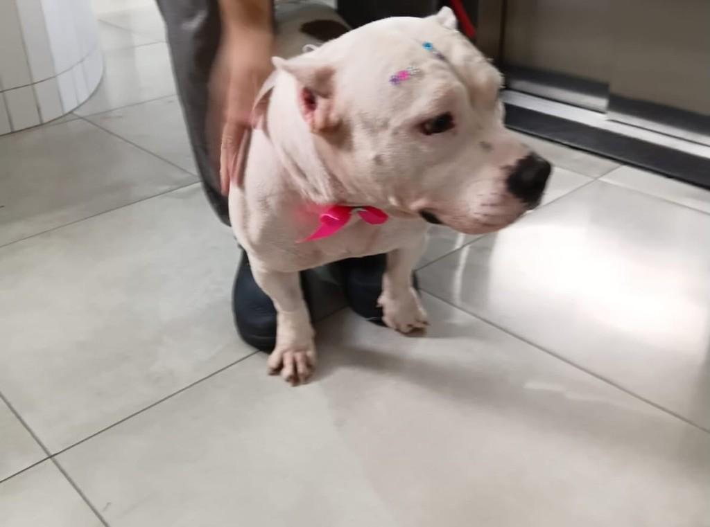Frida, cadela de porte grande para adoção em Belo Horizonte - MG