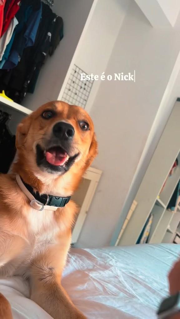 Nick, cachorro de porte médio para adoção em Belo Horizonte - MG
