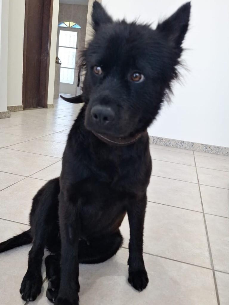 Serena, cadela de porte médio para adoção em Belo Horizonte - MG