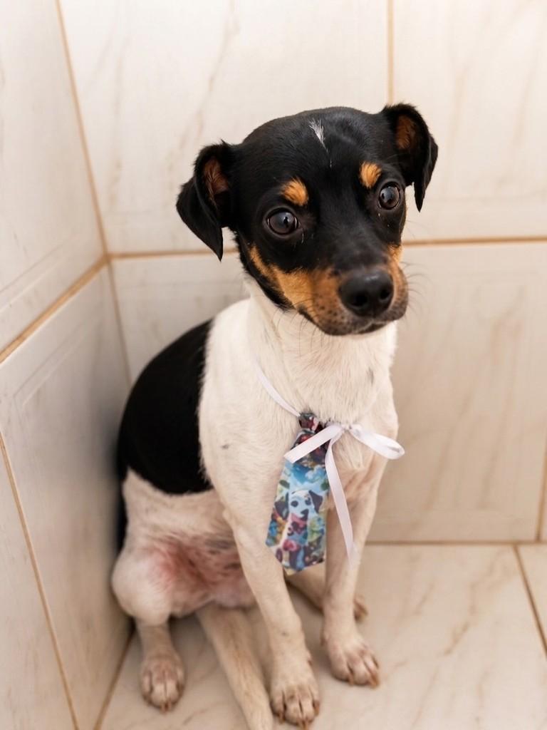 Pingo, cachorro de porte médio para adoção em Belo Horizonte - MG