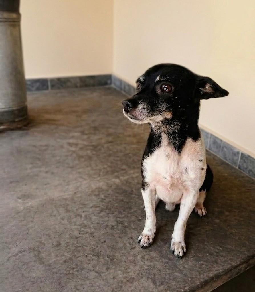 Duke, cachorro de porte pequeno para adoção em Belo Horizonte - MG