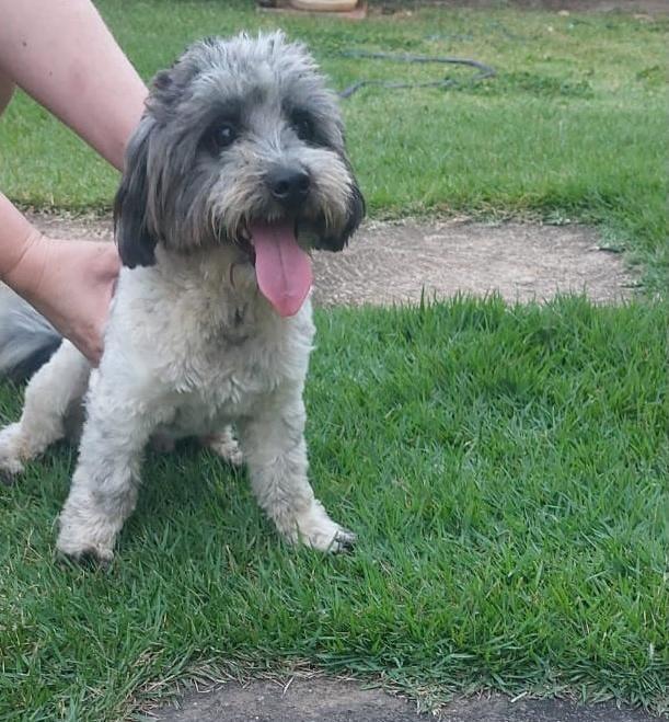 Theo, cachorro de porte pequeno para adoção em Belo Horizonte - MG