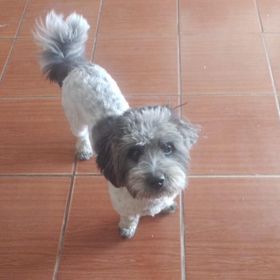 Hulk, cachorro de porte pequeno para adoção em Belo Horizonte - MG