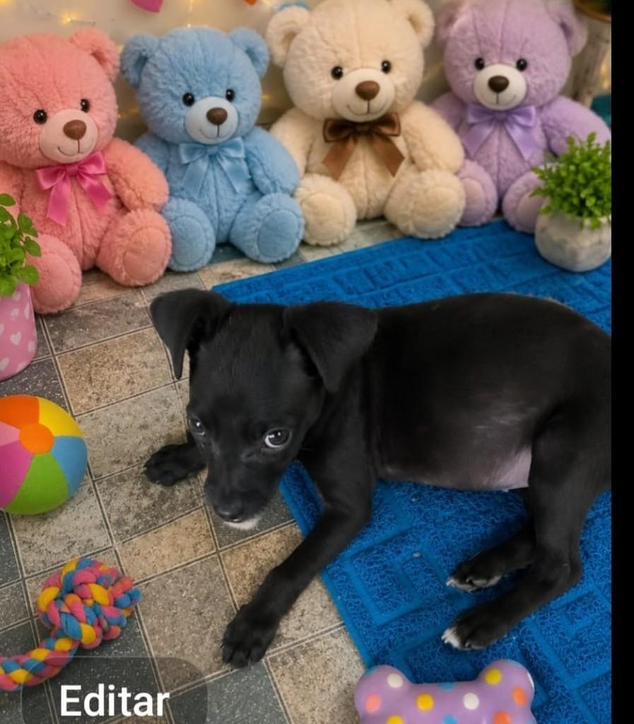 Joaninha, cachorro de porte pequeno para adoção em Belo Horizonte - MG