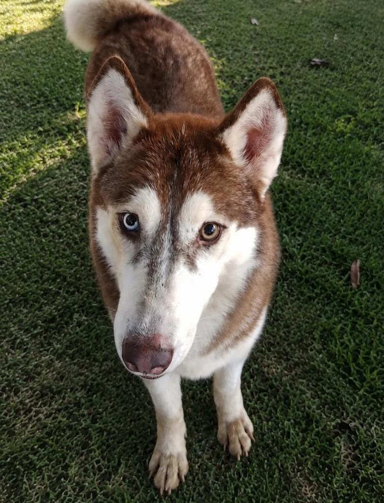 Husky Siberiana, cadela de porte grande para adoção em Belo Horizonte - MG