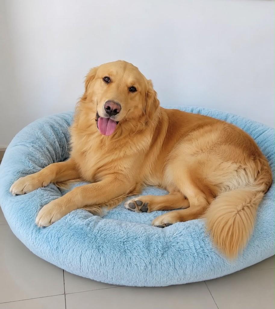 Chop, cachorro de porte grande para adoção em Belo Horizonte - MG