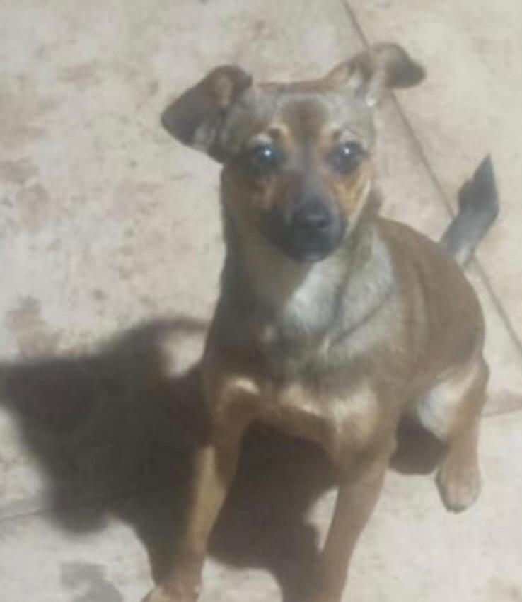 Princesinha, cadela de porte pequeno para adoção em Belo Horizonte - MG