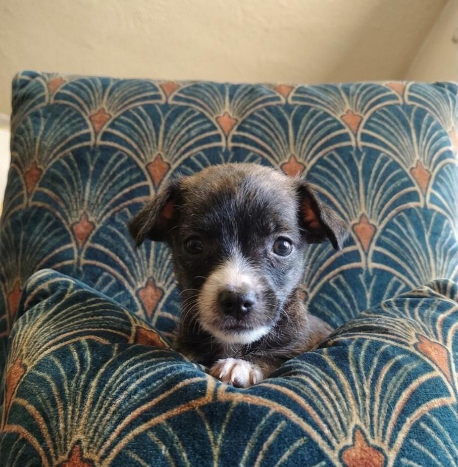 Cacau, cachorro de porte pequeno para adoção em Belo Horizonte - MG