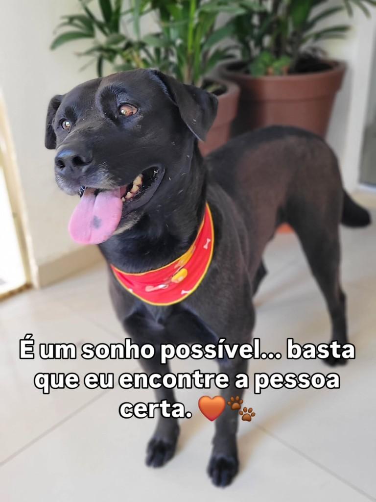 Thor, cachorro de porte grande para adoção em Belo Horizonte - MG