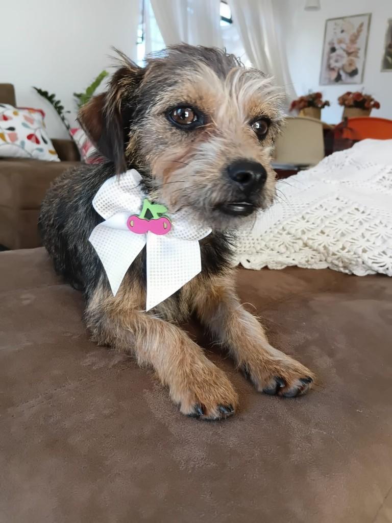 Judy, cachorro de porte pequeno para adoção em Belo Horizonte - MG