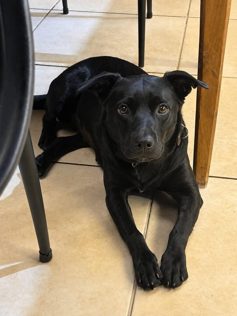 Fiona, cadela de porte médio para adoção em Belo Horizonte - MG