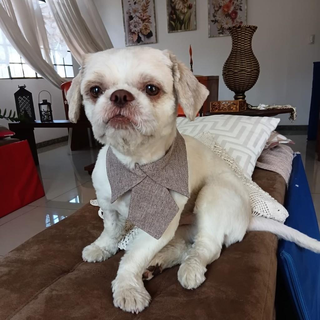 Freddy, cachorro de porte pequeno para adoção em Belo Horizonte - MG