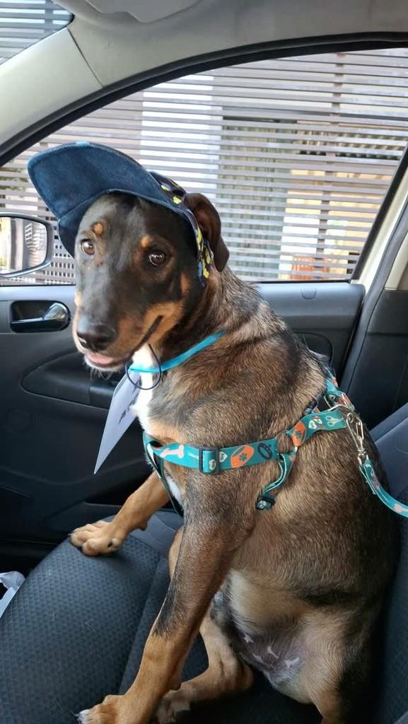 Heitor, cachorro de porte médio para adoção em Contagem - MG