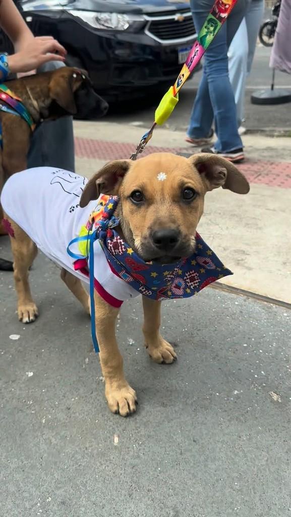 Menininho, cachorro de porte pequeno para adoção em Belo Horizonte - MG