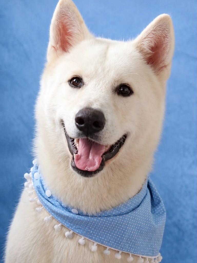 Luke, cachorro de porte grande para adoção em Belo Horizonte - MG