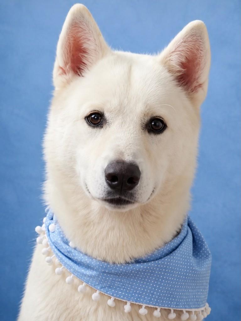 Luke, cachorro de porte grande para adoção em Belo Horizonte - MG — foto 2 de 4