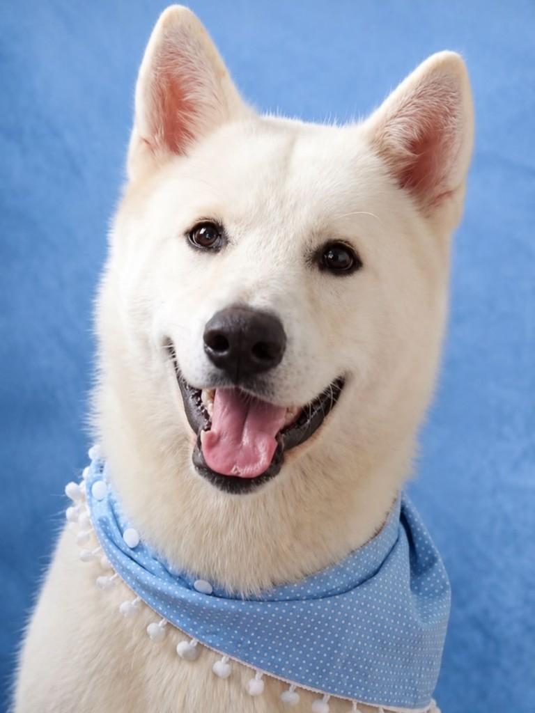 Luke, cachorro de porte grande para adoção em Belo Horizonte - MG — foto 3 de 4
