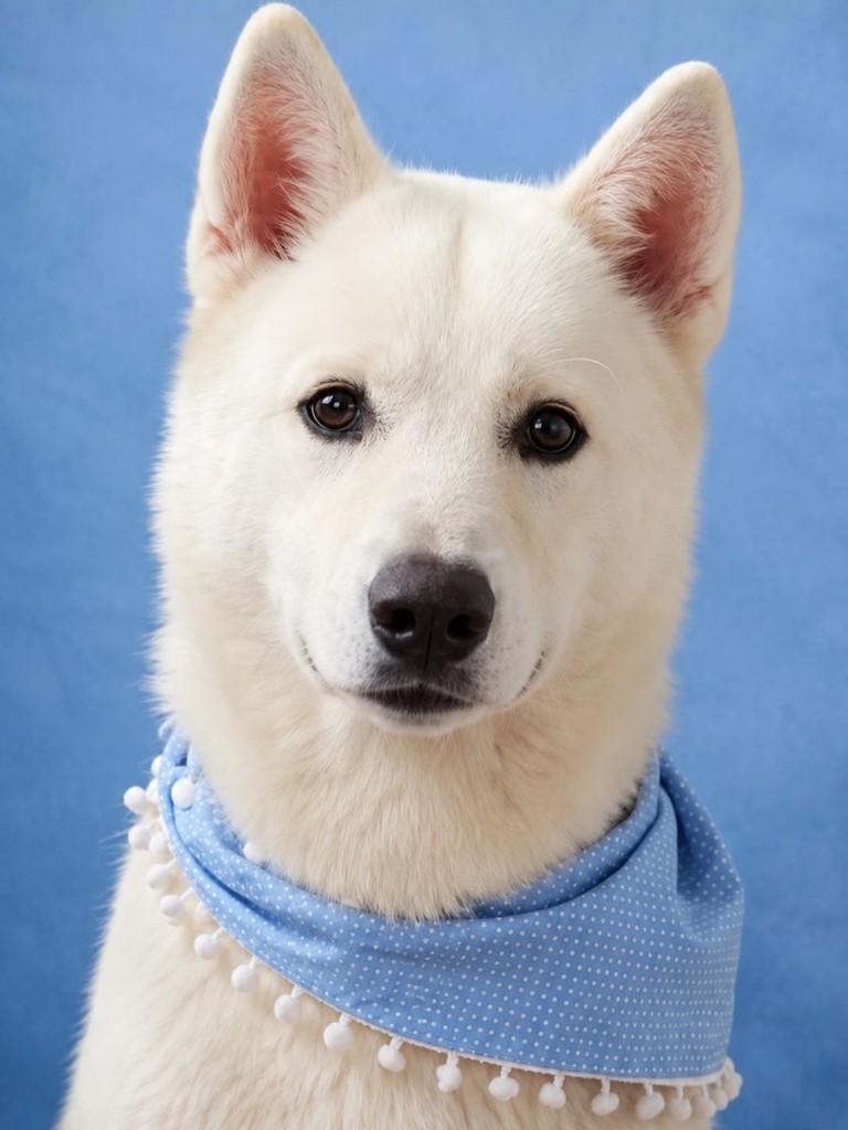 Luke, cachorro de porte grande para adoção em Belo Horizonte - MG — foto 4 de 4