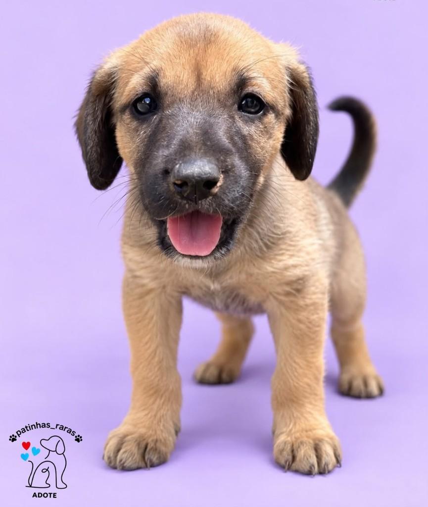 Tico, cachorro de porte pequeno para adoção em Belo Horizonte - MG
