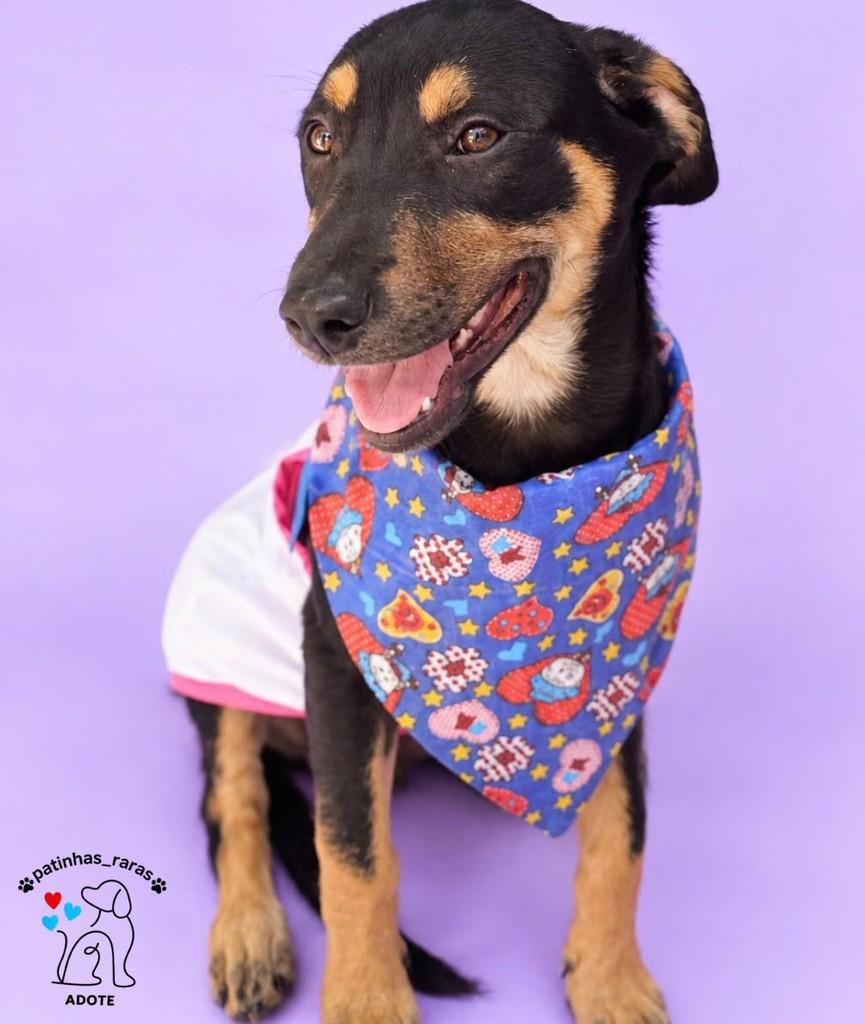 Bidu, cachorro de porte médio para adoção em Belo Horizonte - MG