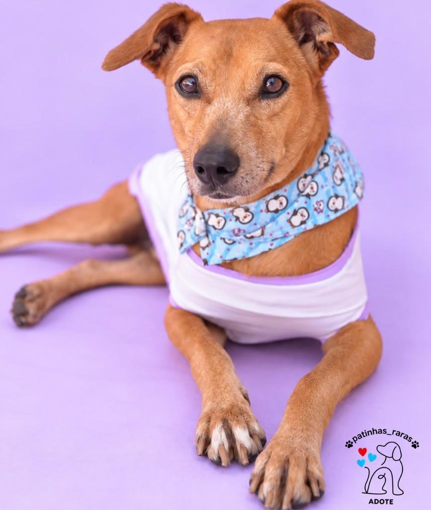 Pitoco, cachorro de porte médio para adoção em Belo Horizonte - MG