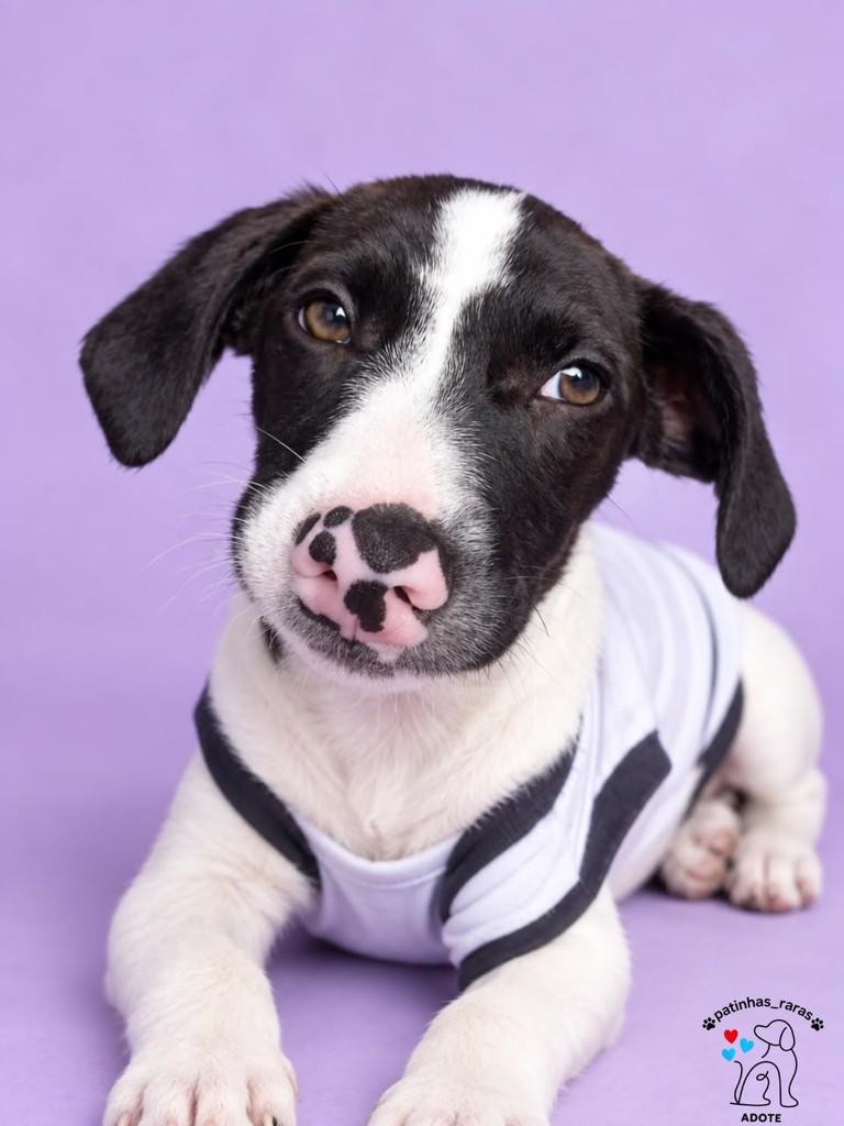 Júpiter, cachorro para adoção em Belo Horizonte - MG