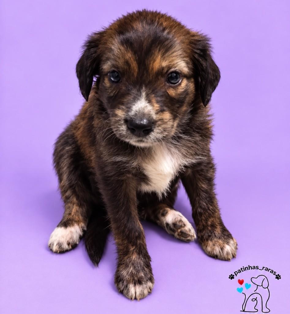 Hibisco, cachorro para adoção em Belo Horizonte - MG