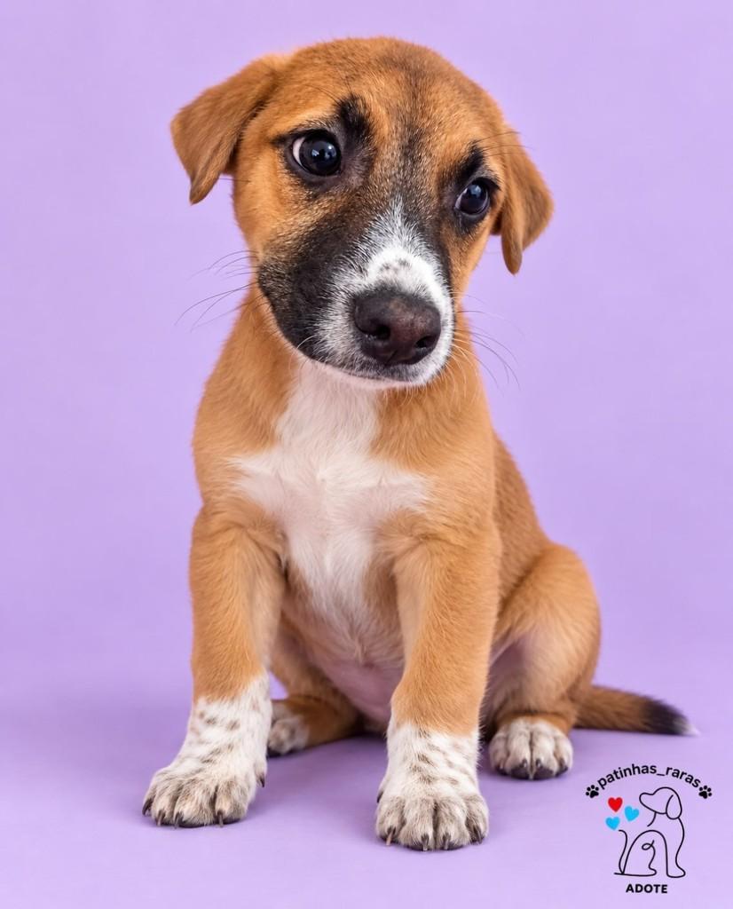Chico, cachorro de porte pequeno para adoção em Belo Horizonte - MG