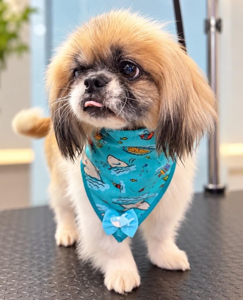 Billy, cachorro de porte pequeno para adoção em Belo Horizonte - MG