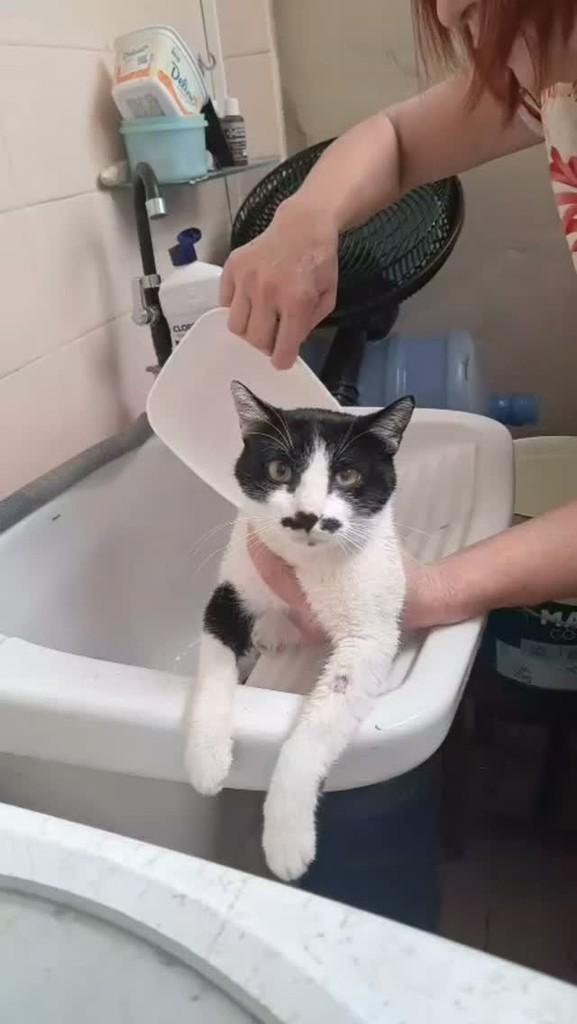 Bigodinho, gato de porte grande para adoção em Aracaju - SE
