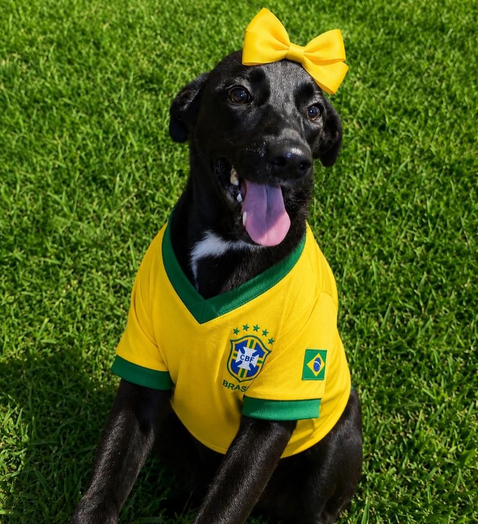 Lilica, cadela de porte pequeno para adoção em São José do Rio Preto - SP