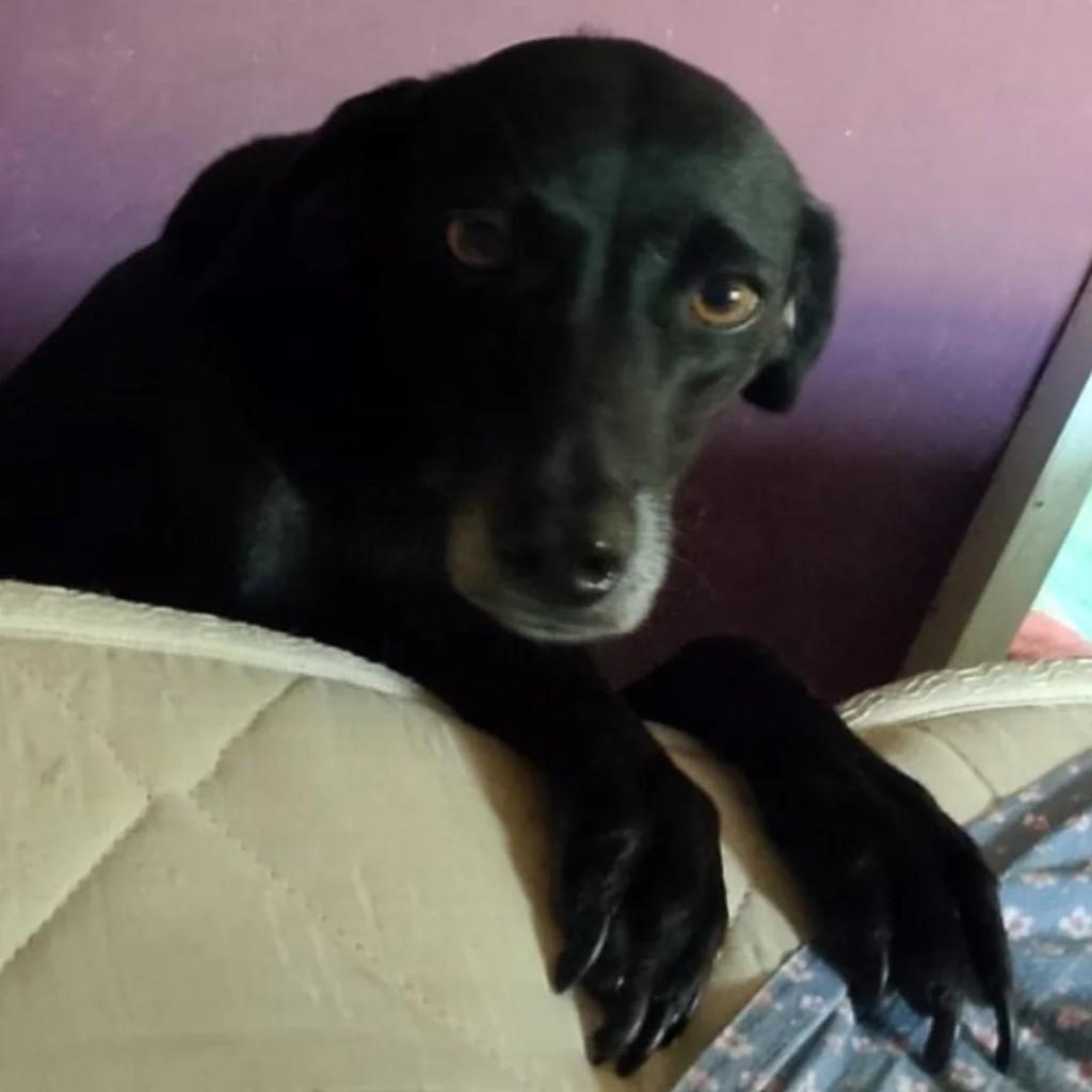 Pretinha, cachorro de porte médio para adoção em Rio das Ostras - RJ