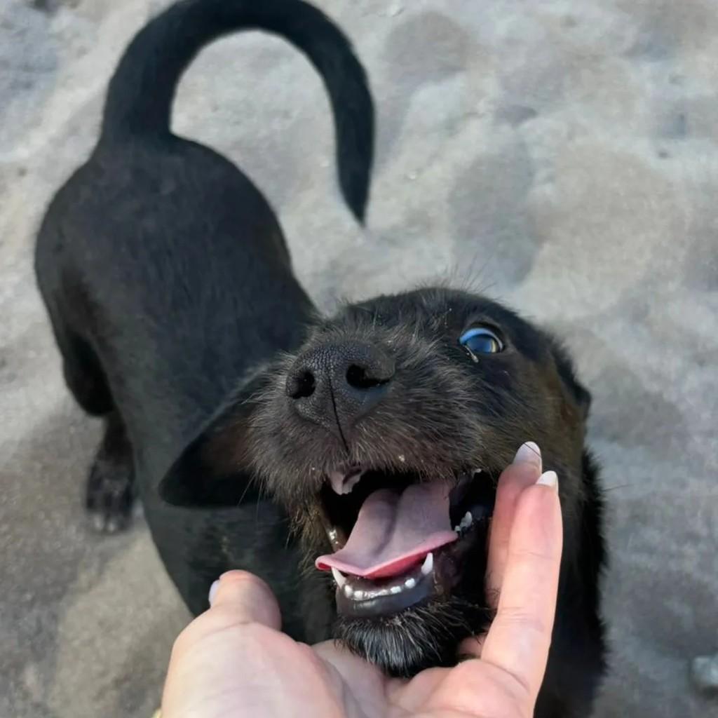Pret@, cachorro de porte médio para adoção em Rio das Ostras - RJ