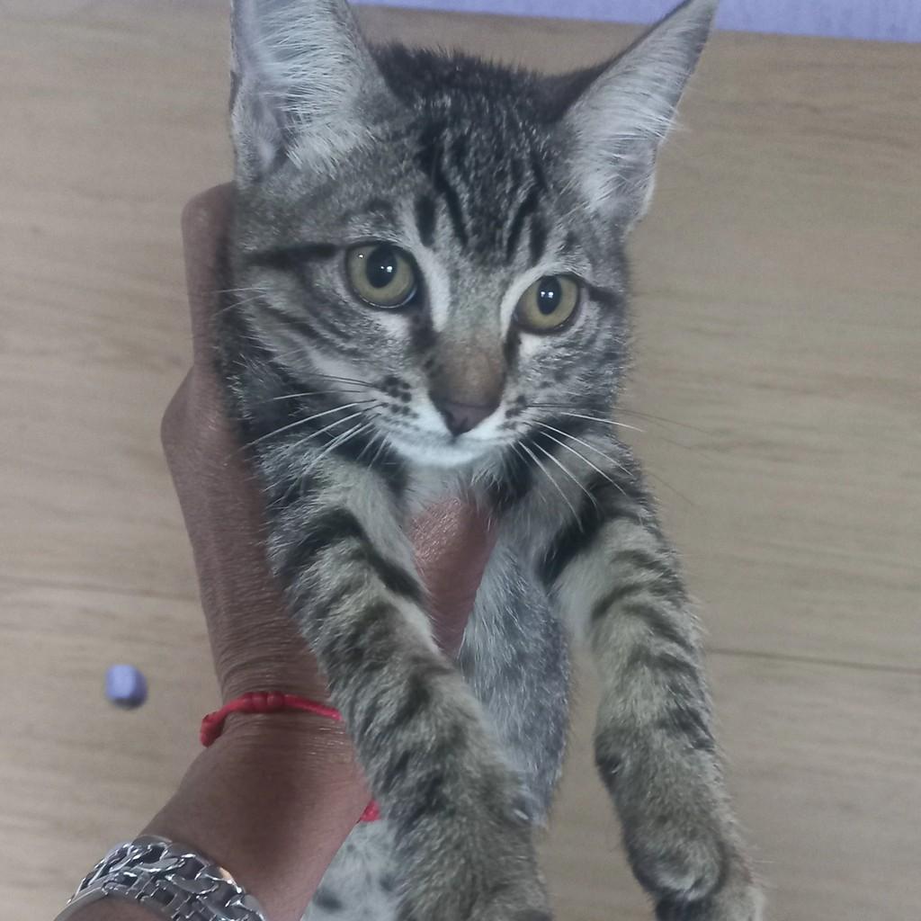 Bebezinho, gato de porte pequeno para adoção em Rio das Ostras - RJ