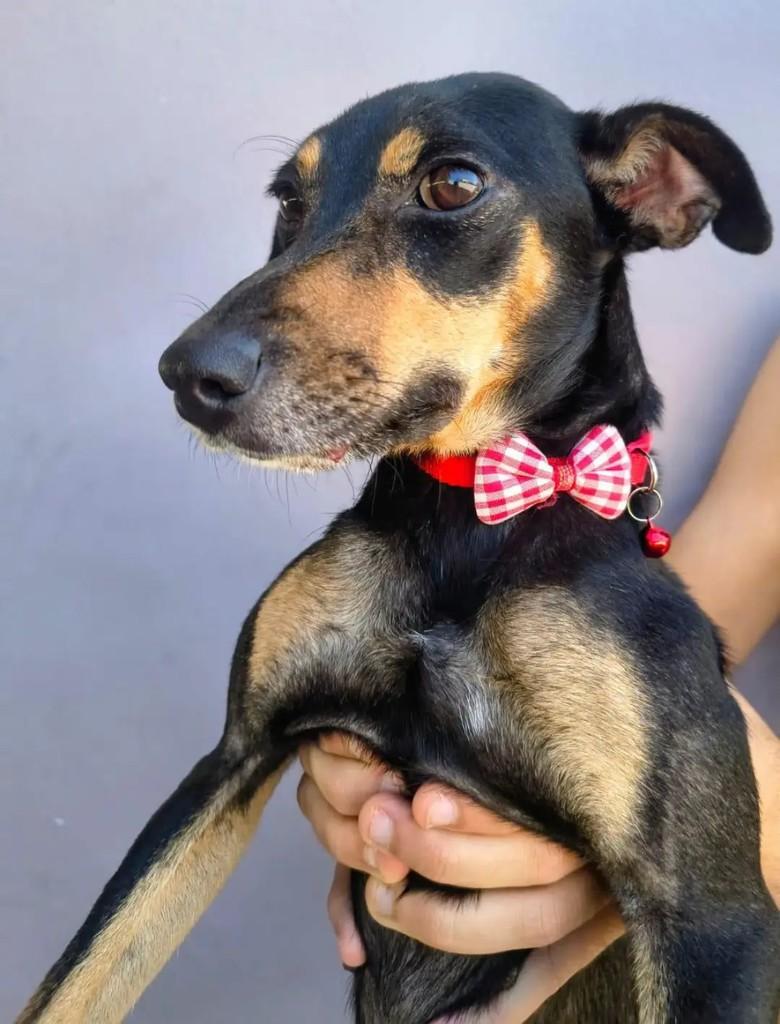 Sou uma menina, cadela de porte pequeno para adoção em Rio das Ostras - RJ