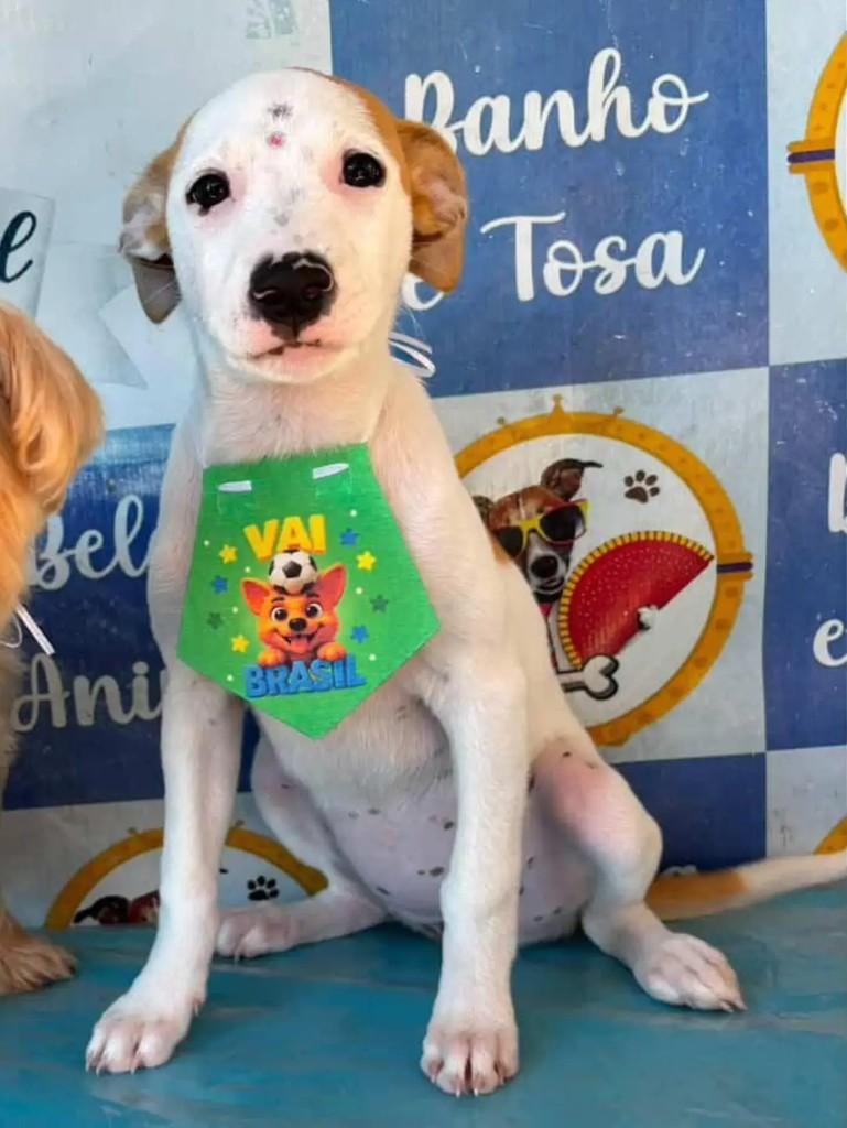 Bebezinha, cadela de porte pequeno para adoção em Rio das Ostras - RJ