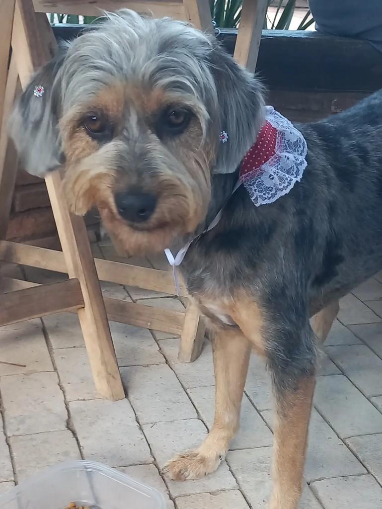 Estopinha, cachorro de porte médio para adoção em Rio das Ostras - RJ