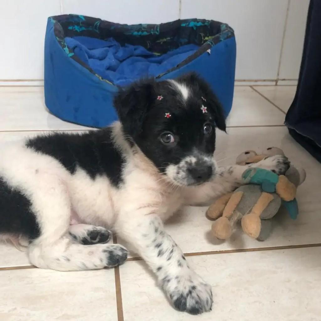 Petisquinha, cachorro de porte pequeno para adoção em Rio das Ostras - RJ