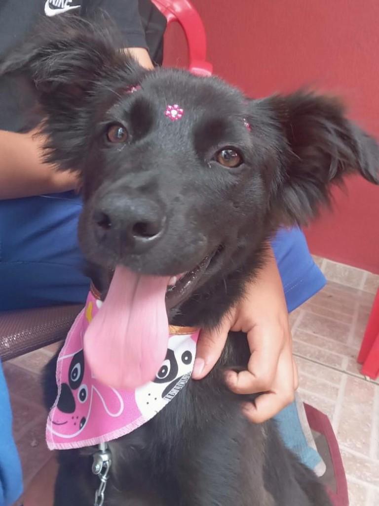 Princesa, cadela de porte médio para adoção em São José dos Pinhais - PR