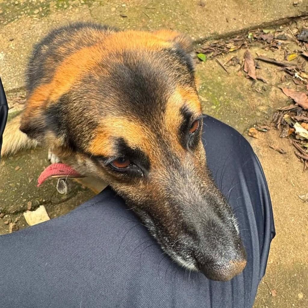 Ele, cachorro de porte médio para adoção em São José dos Pinhais - PR