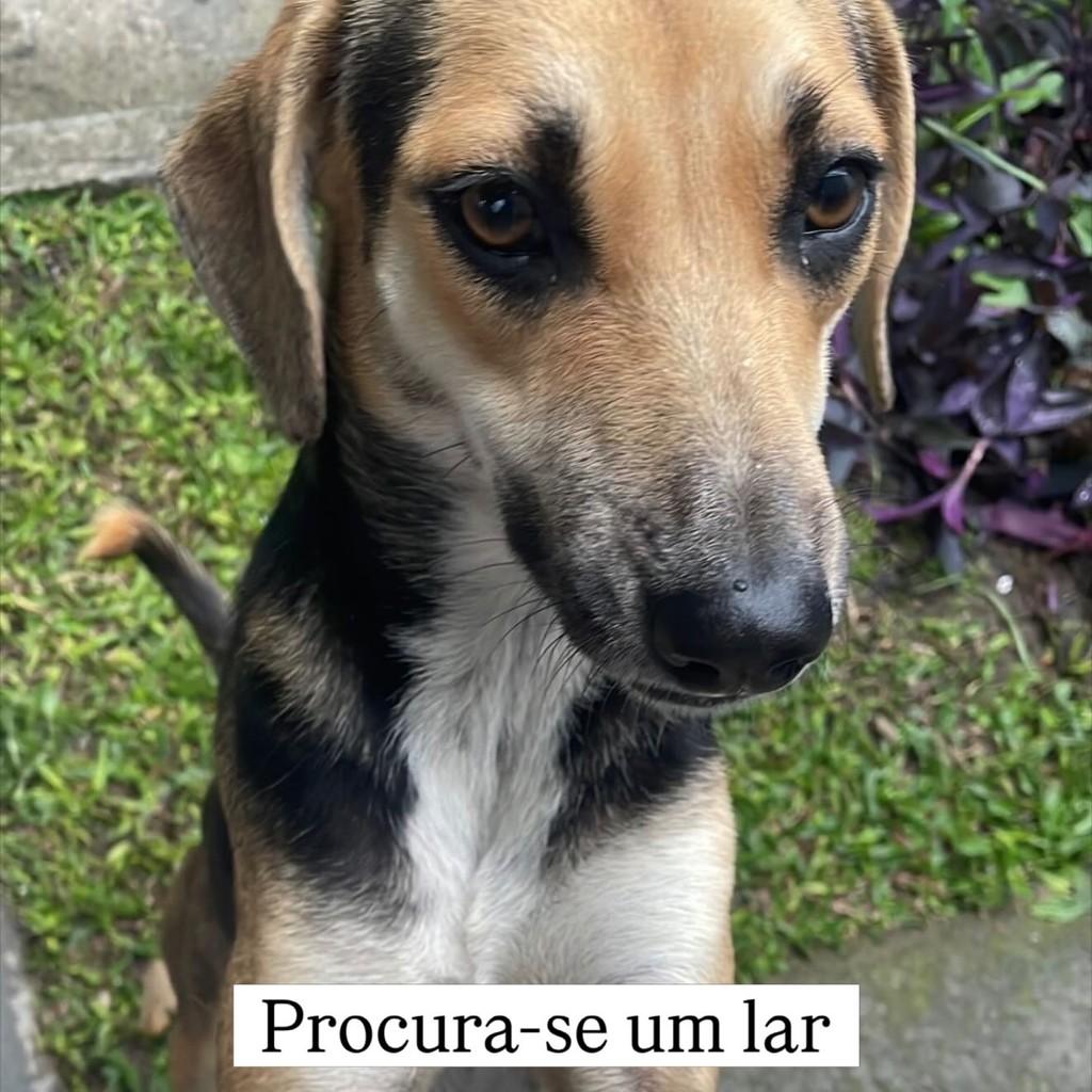 Cachorrinha, cadela de porte médio para adoção em São José dos Pinhais - PR