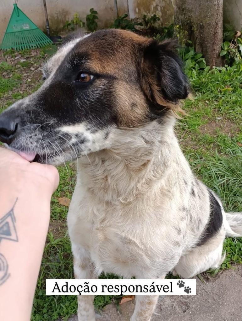 Linda, cadela de porte médio para adoção em São José dos Pinhais - PR