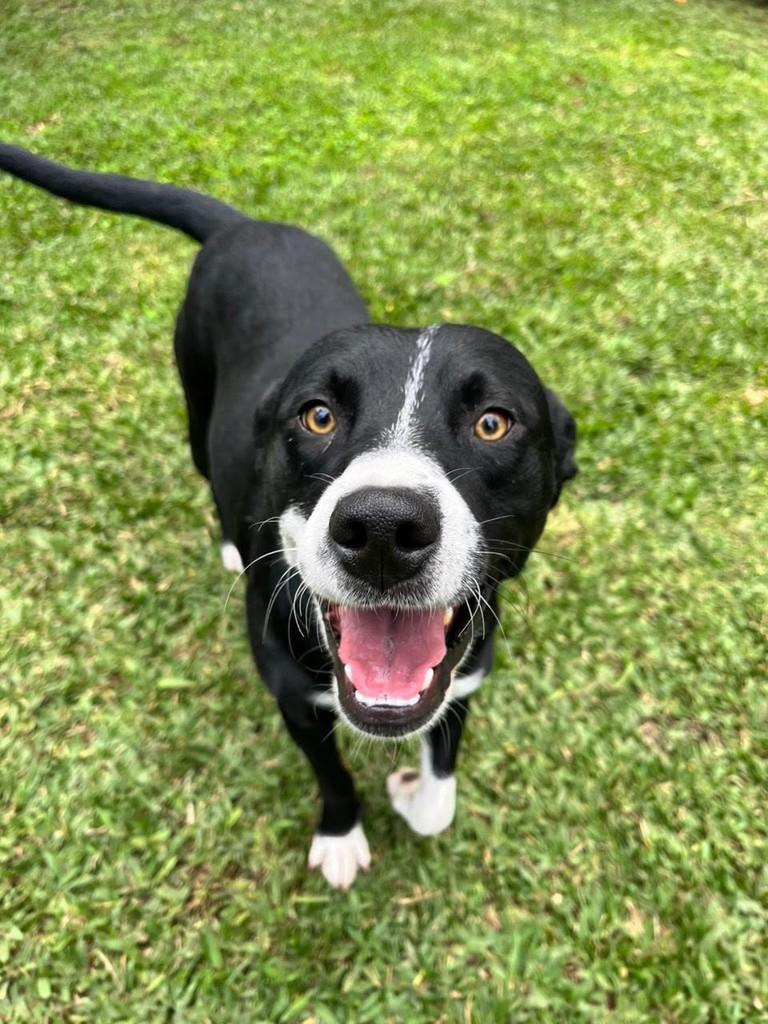 Amadeu, cachorro de porte médio para adoção em Curitiba - PR
